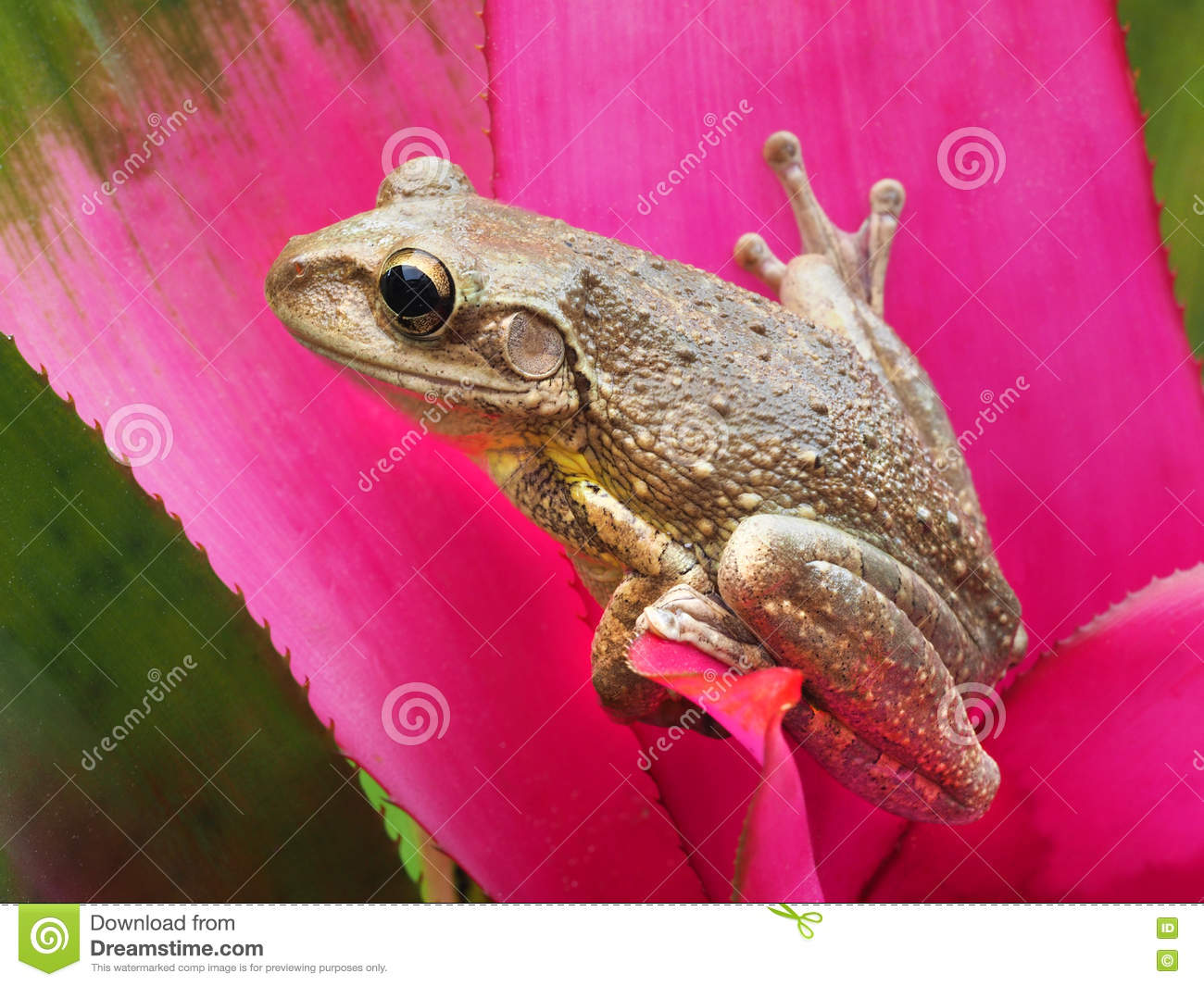 Imágen de la rana arbórea cubana